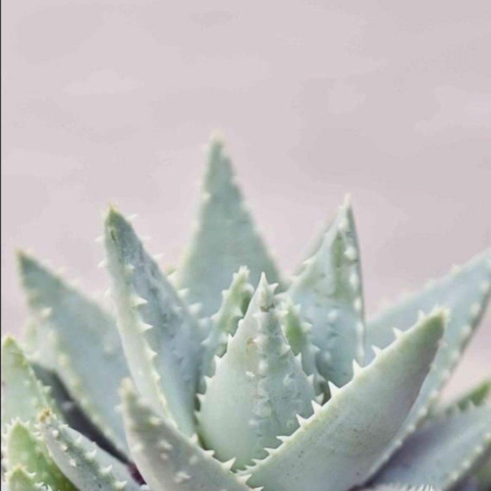 Meet the Posher❣️